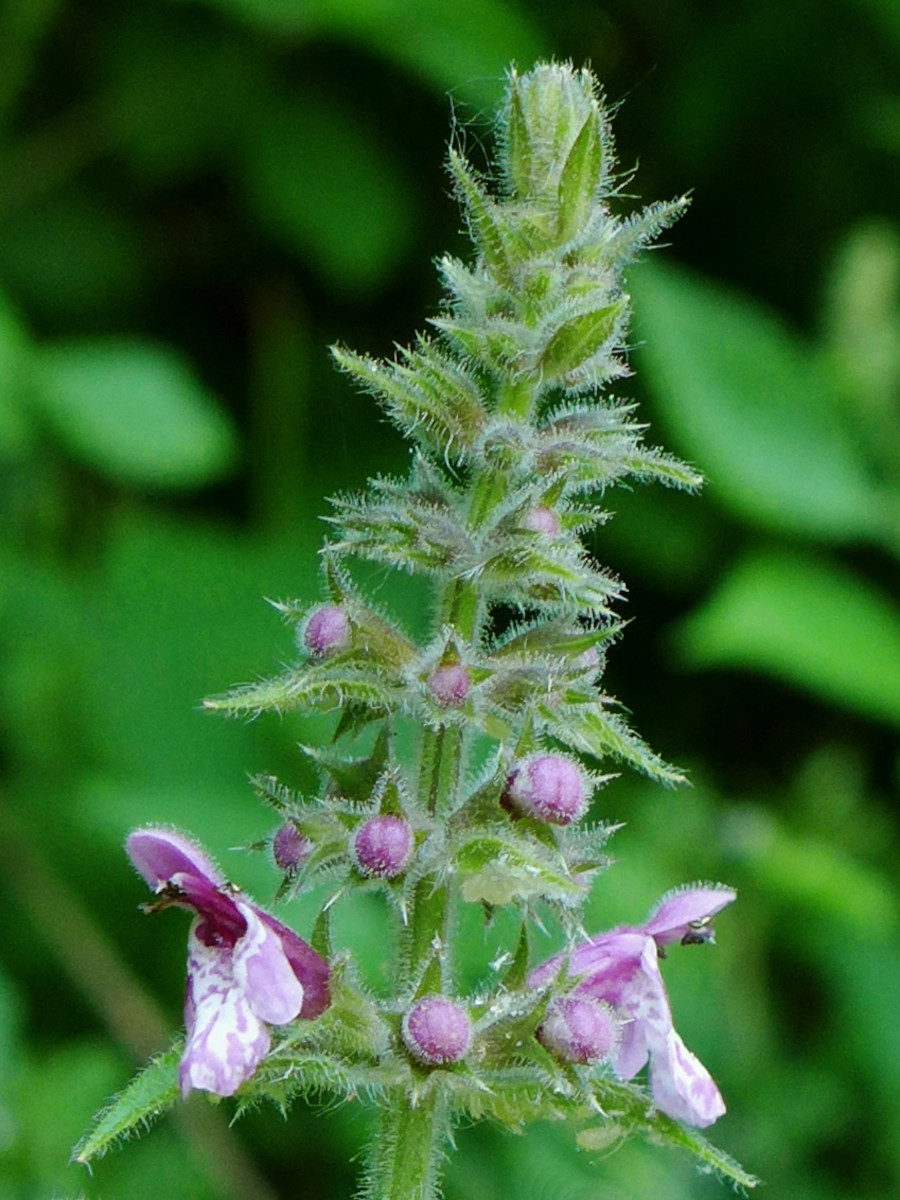 Stachys sylvatica-b_06-2015.jpg