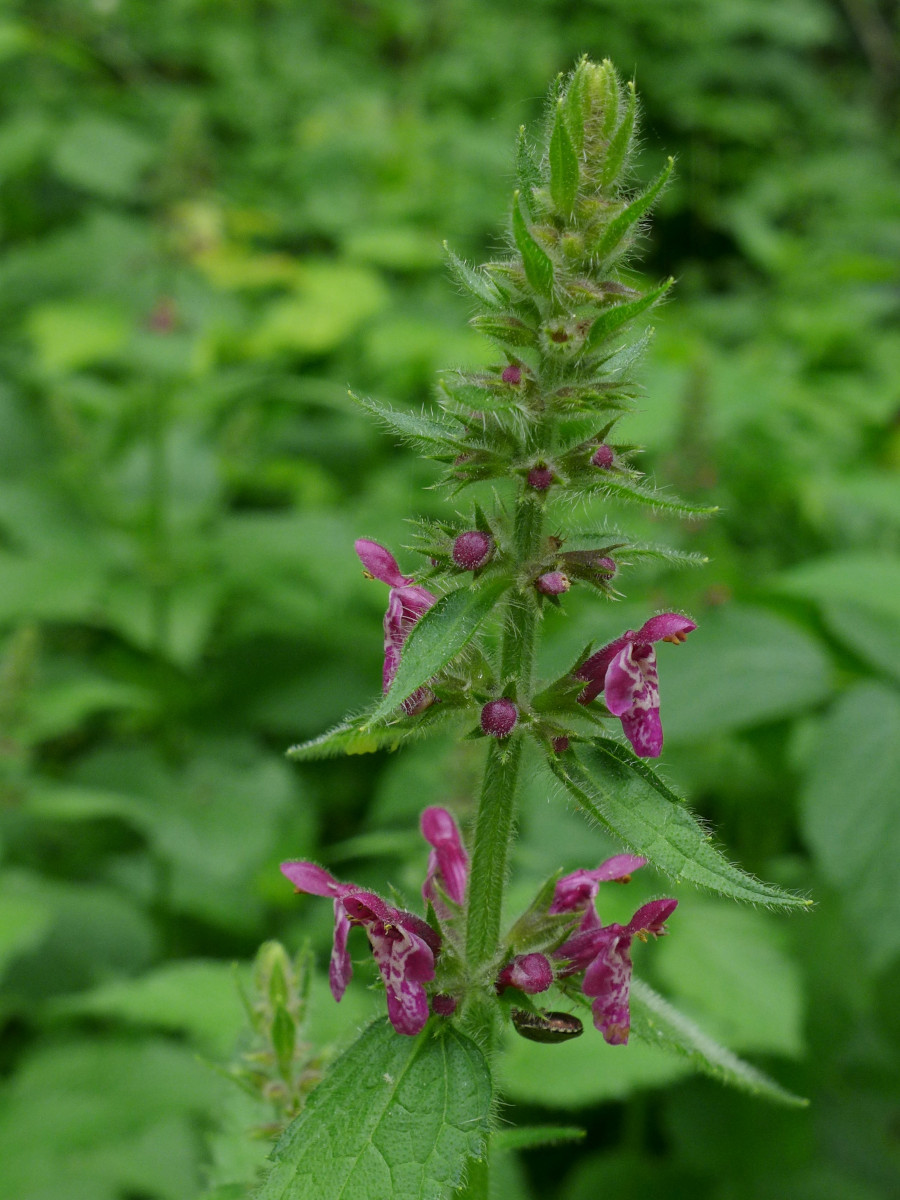 Stachys sylvatica-c_06-2015.jpg