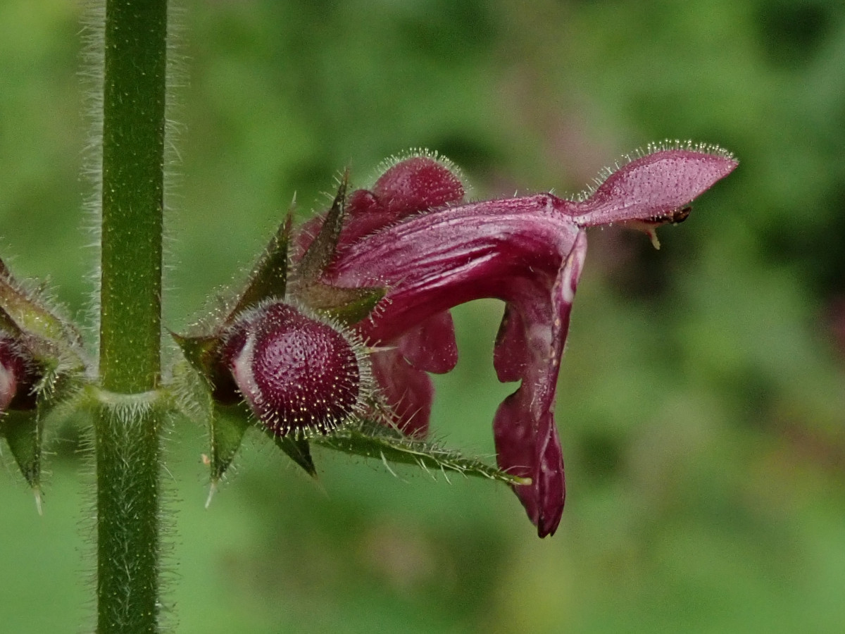 Stachys sylvatica-d_06-2019.jpg