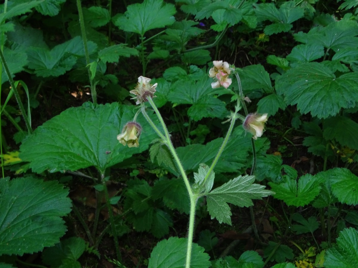 Geum.JPG