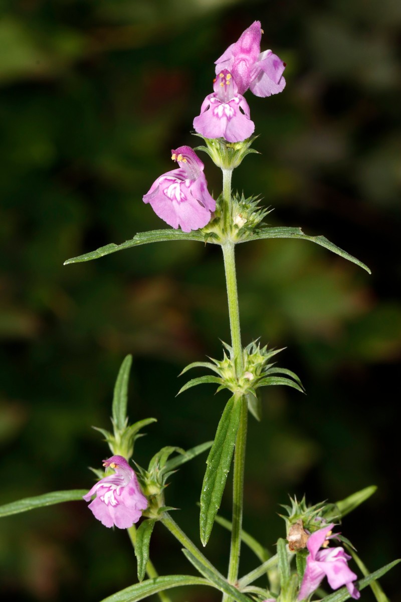 Galeopsis angustifolia GartenWe25 A03.jpg