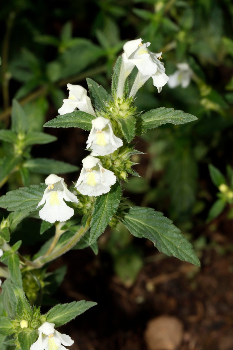 Galeopsis segetum GartenWe25 A02.jpg