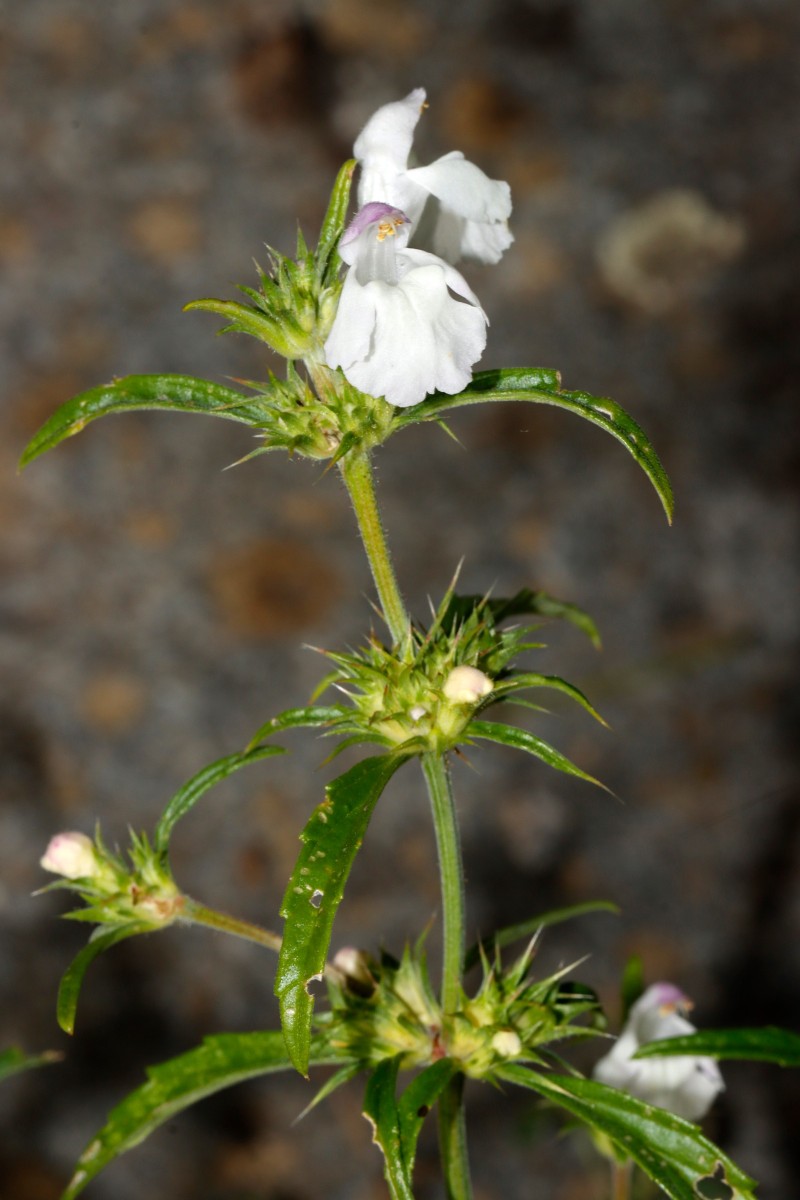 Galeopsis x wirtgenii GartenWe25 A03.jpg