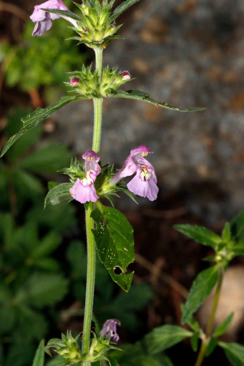Galeopsis x wirtgenii GartenWe25 A04.jpg