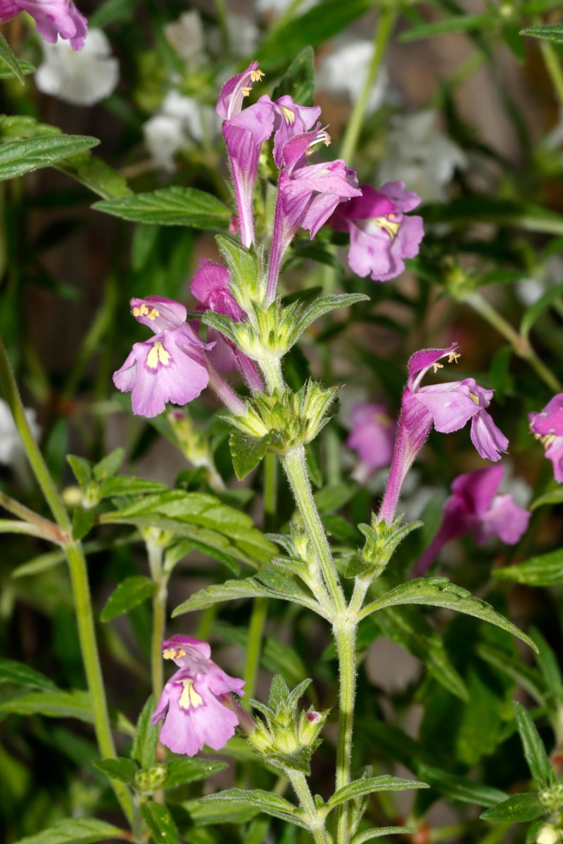 Galeopsis x wirtgenii GartenWe25 A05.jpg