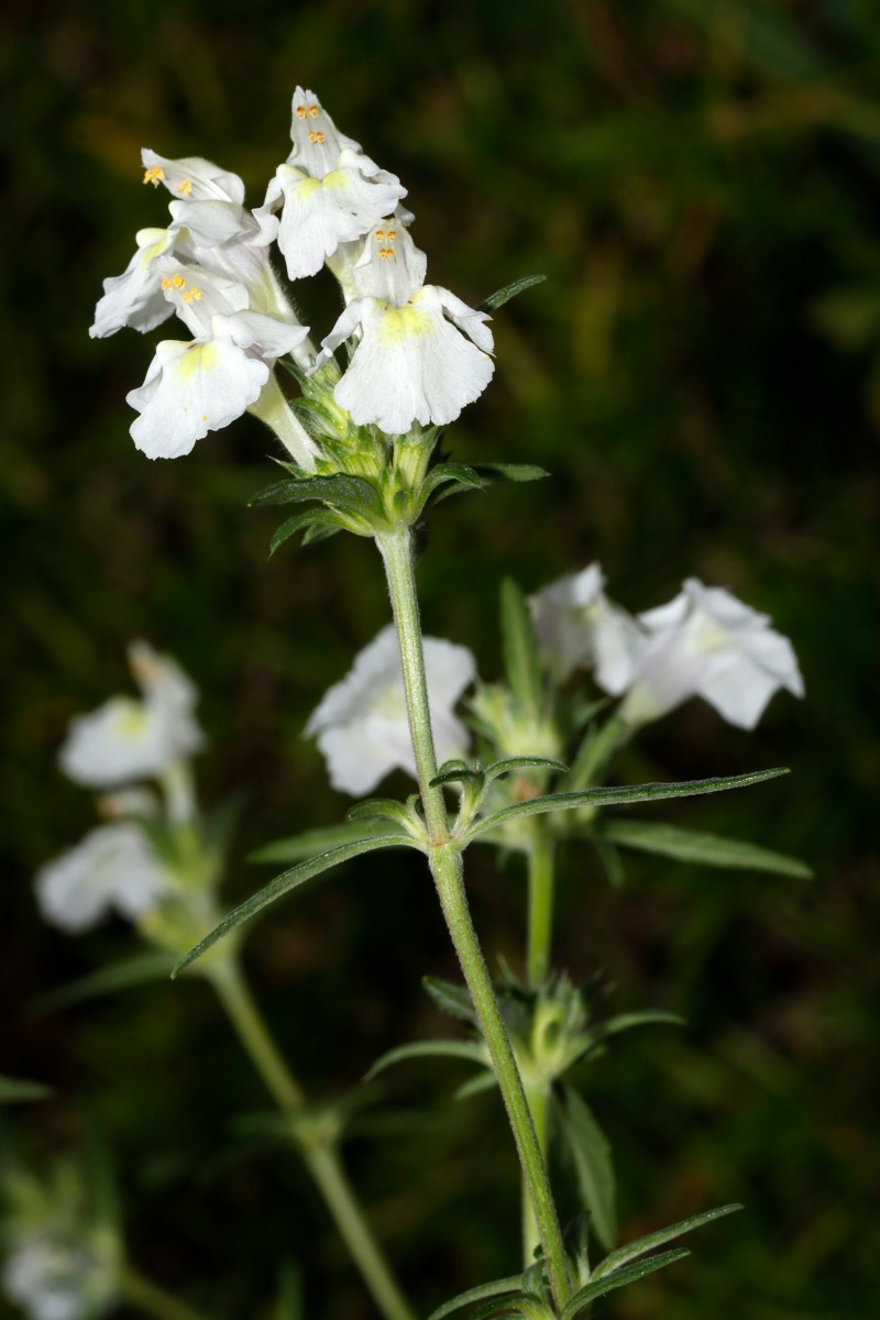 Galeopsis x wirtgenii GartenWe25 A06.jpg