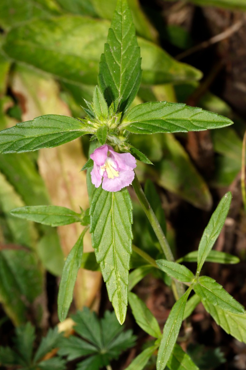 Galeopsis x wirtgenii GartenWe25 A07.jpg
