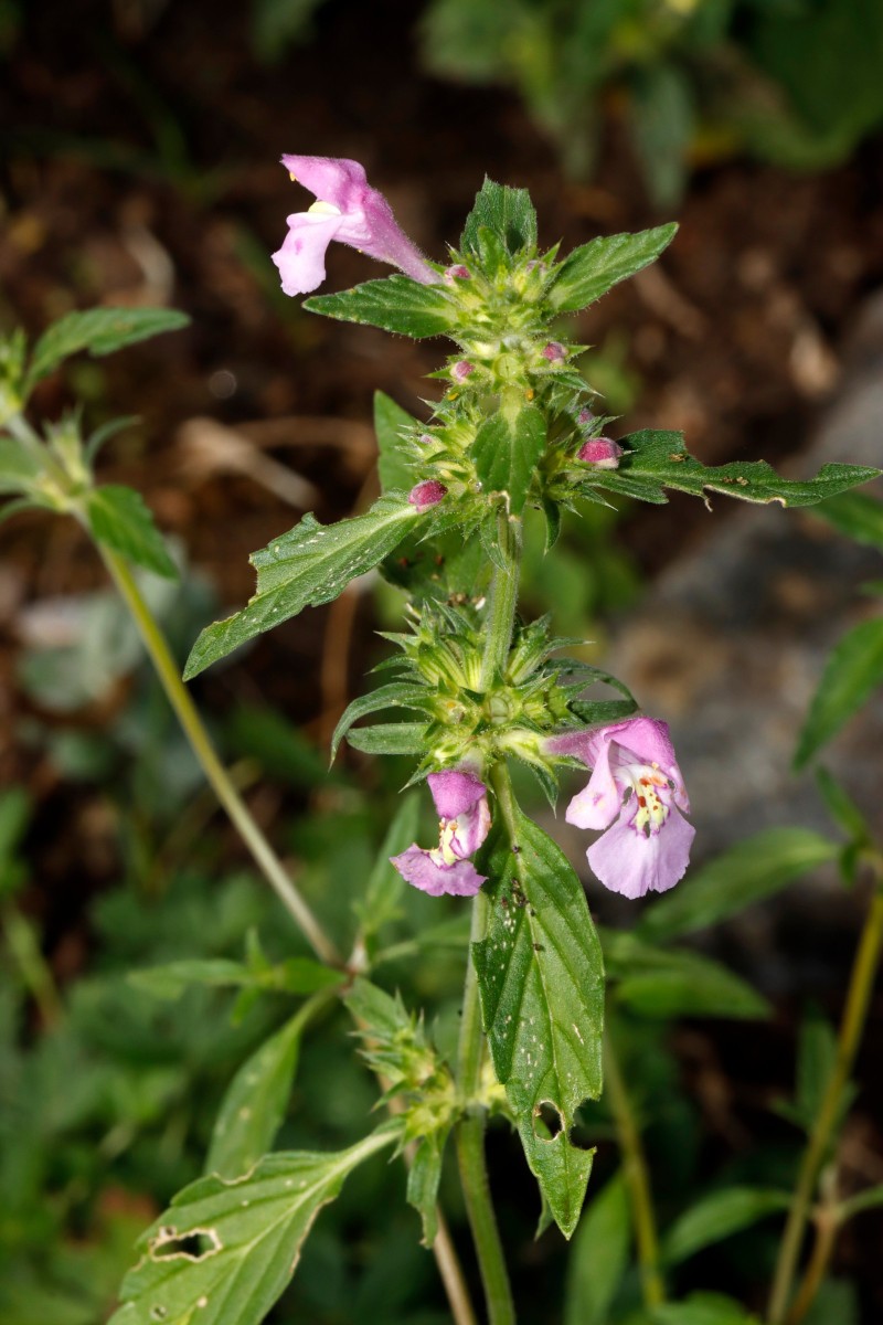 Galeopsis x wirtgenii GartenWe25 A08.jpg