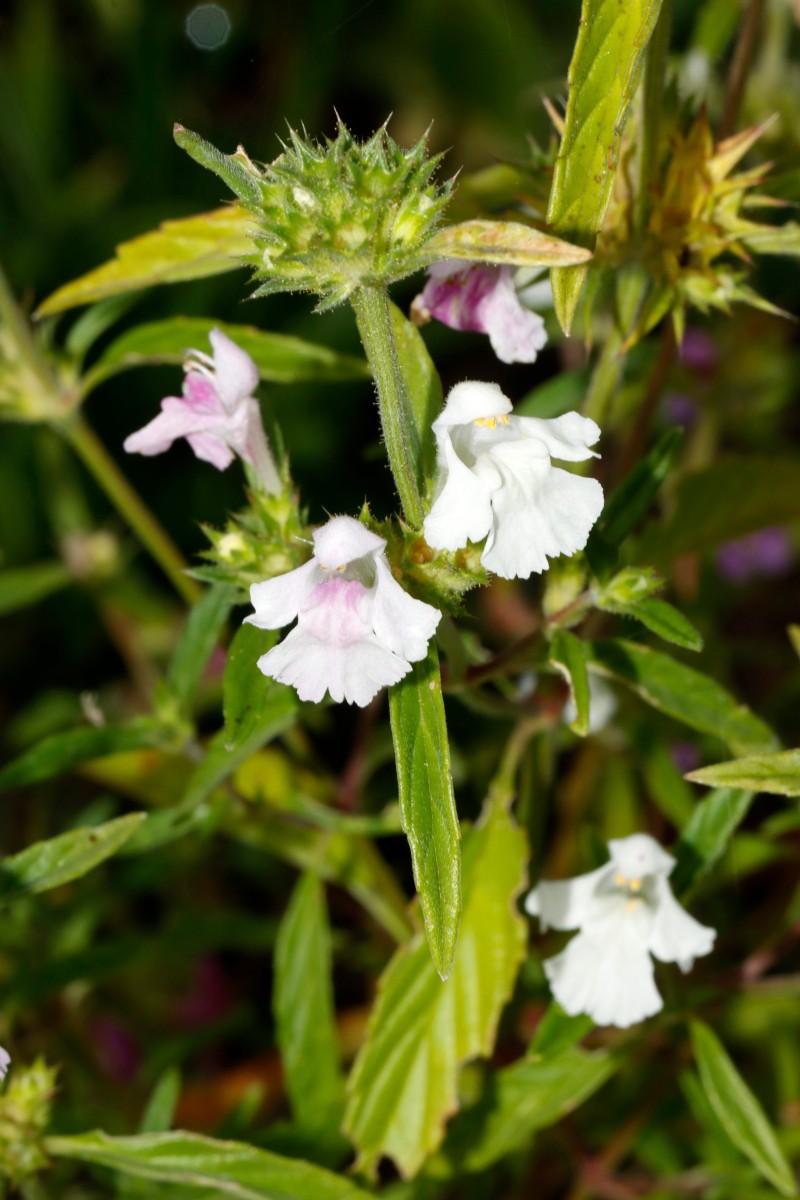 Galeopsis x wirtgenii GartenWe25 A09.jpg