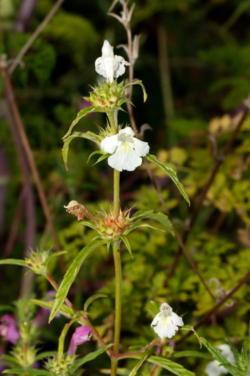 Galeopsis x wirtgenii GartenWe25 A11.jpg