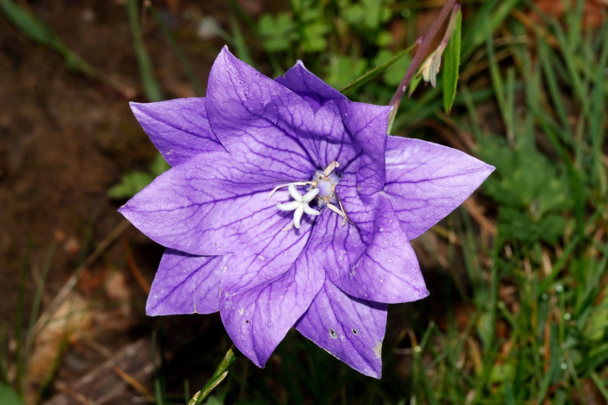 Platycodon doppelt GartenWe25 A02.jpg