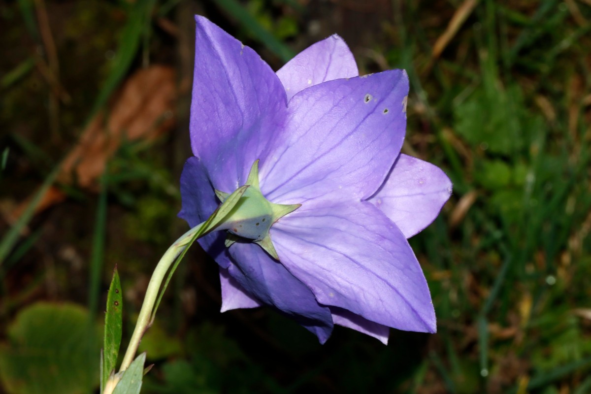 Platycodon doppelt GartenWe25 A03.jpg