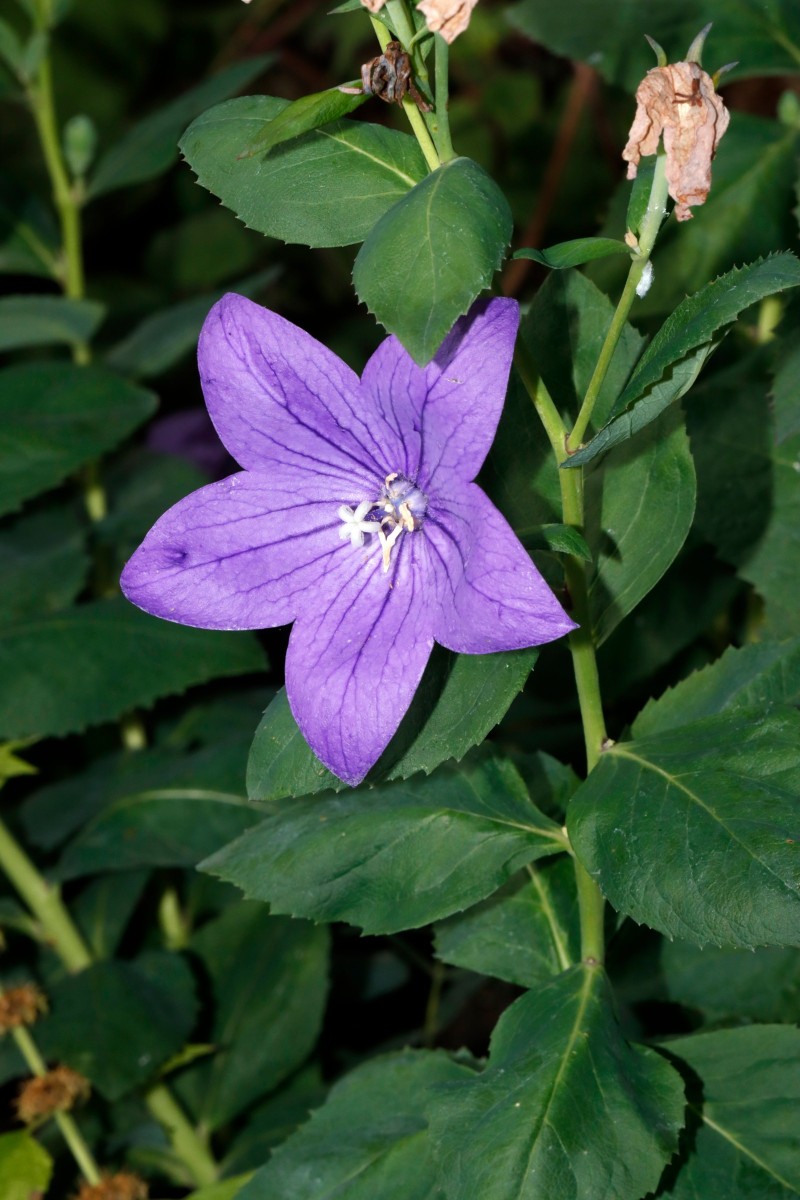 Platycodon GartenWe25 A02.jpg