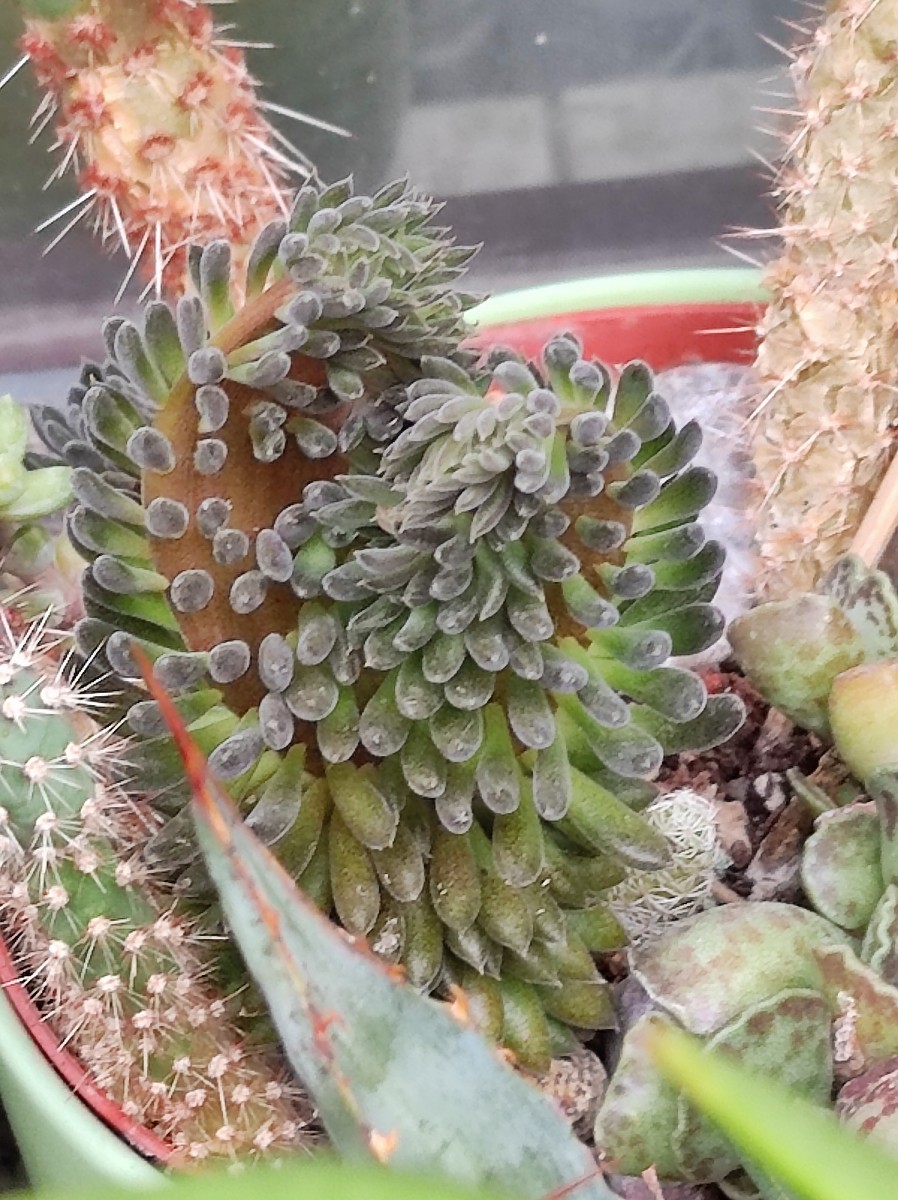 Sinocrassula yunnanensis