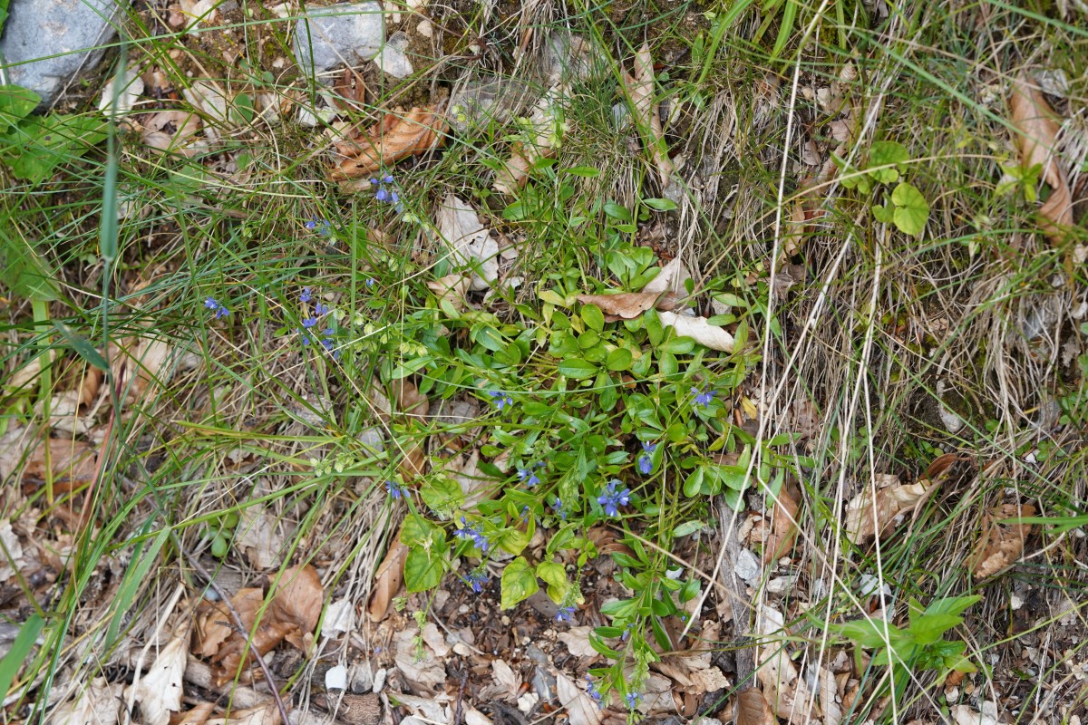 DSC06217.JPG