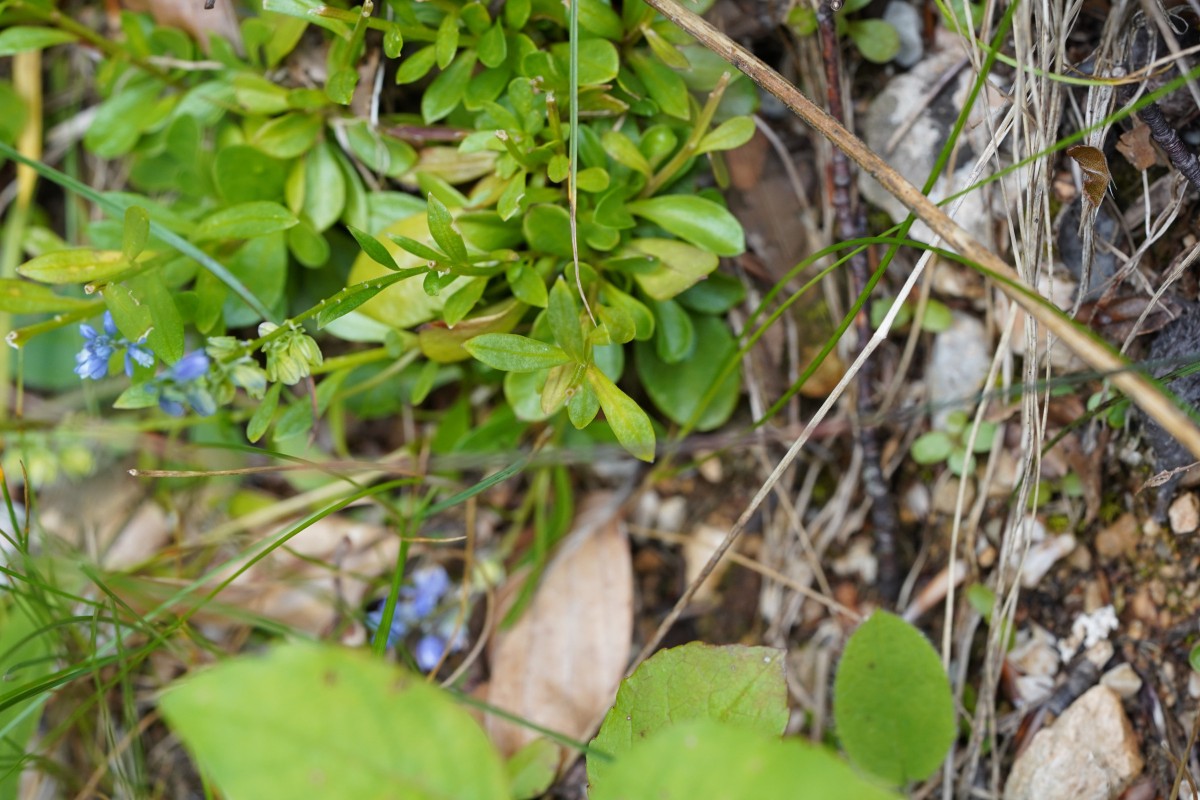 DSC06235.JPG