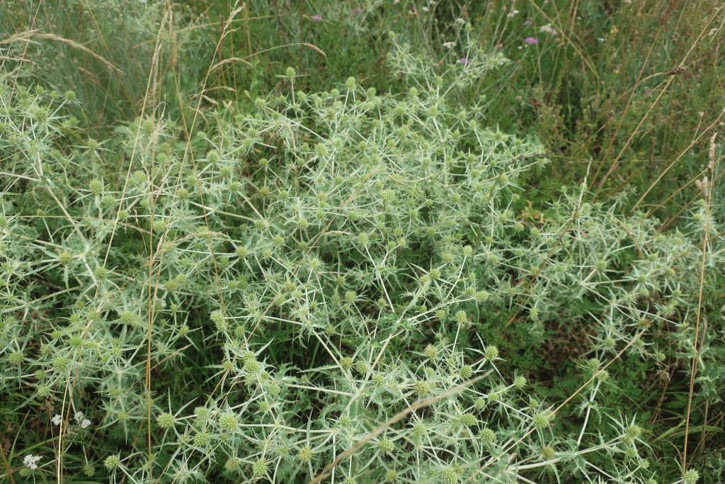 Eryngium campestre