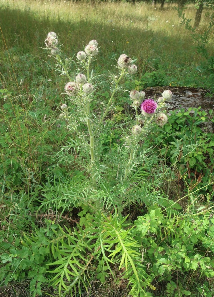 Cirsium eriophorum