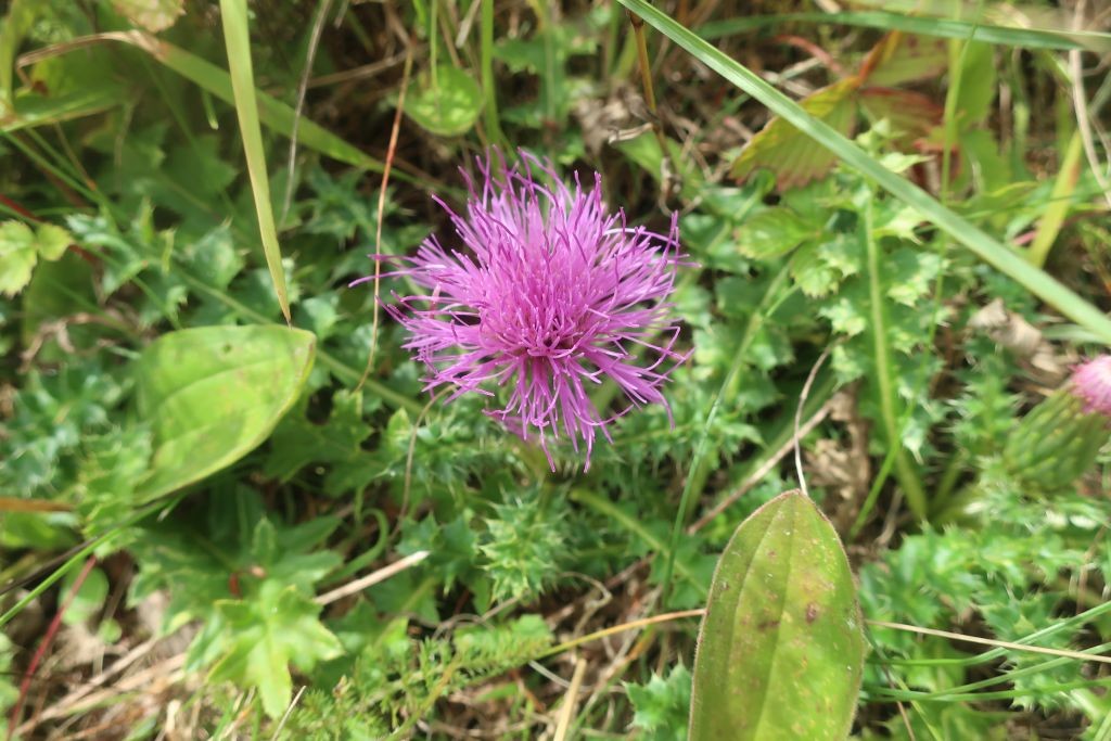 Cirsium acaulon