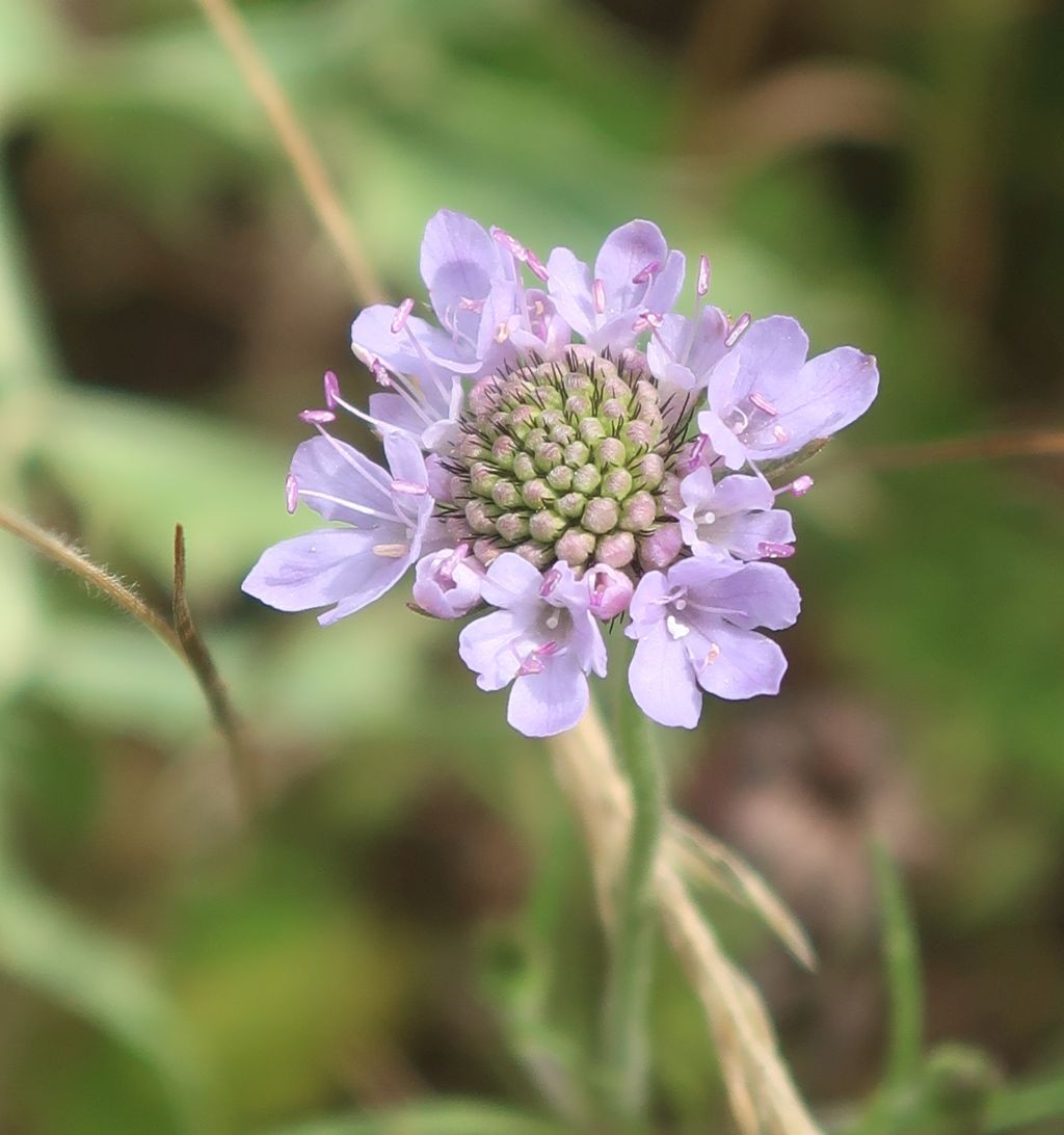 Scabiosa columbaria