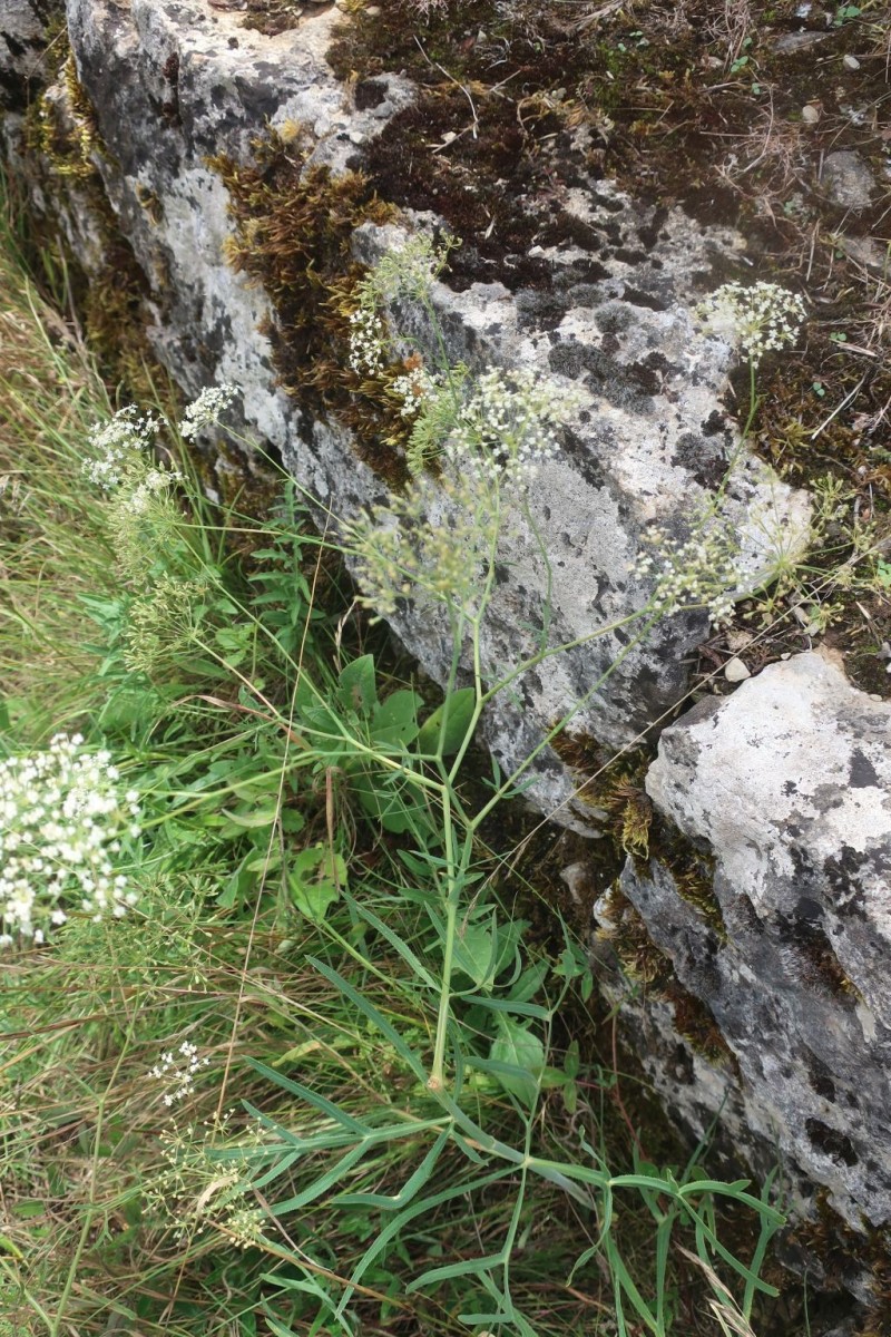 Falcaria vulgaris