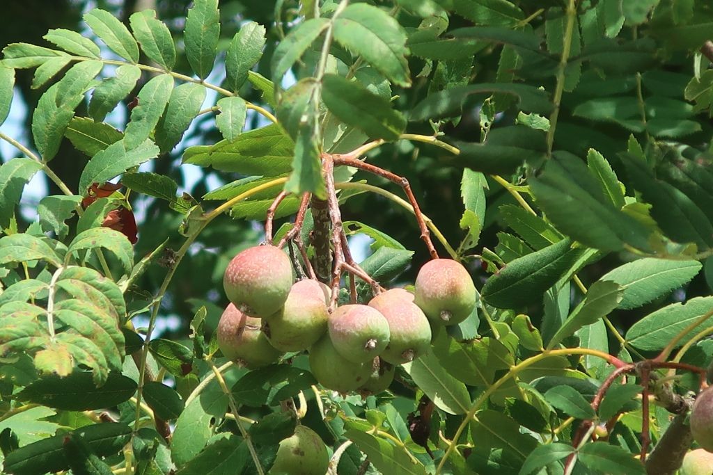 Sorbus domestica