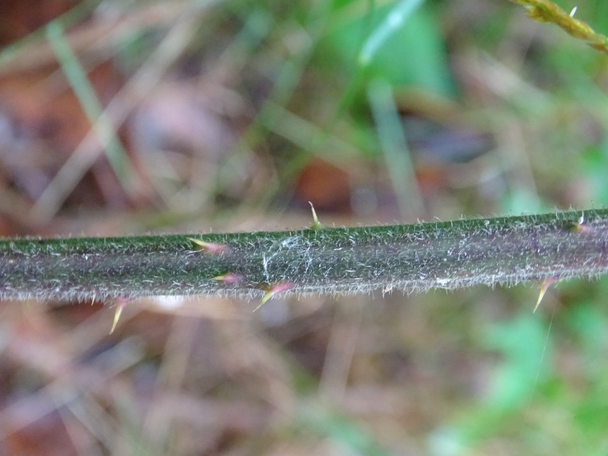 DSC00257.JPG