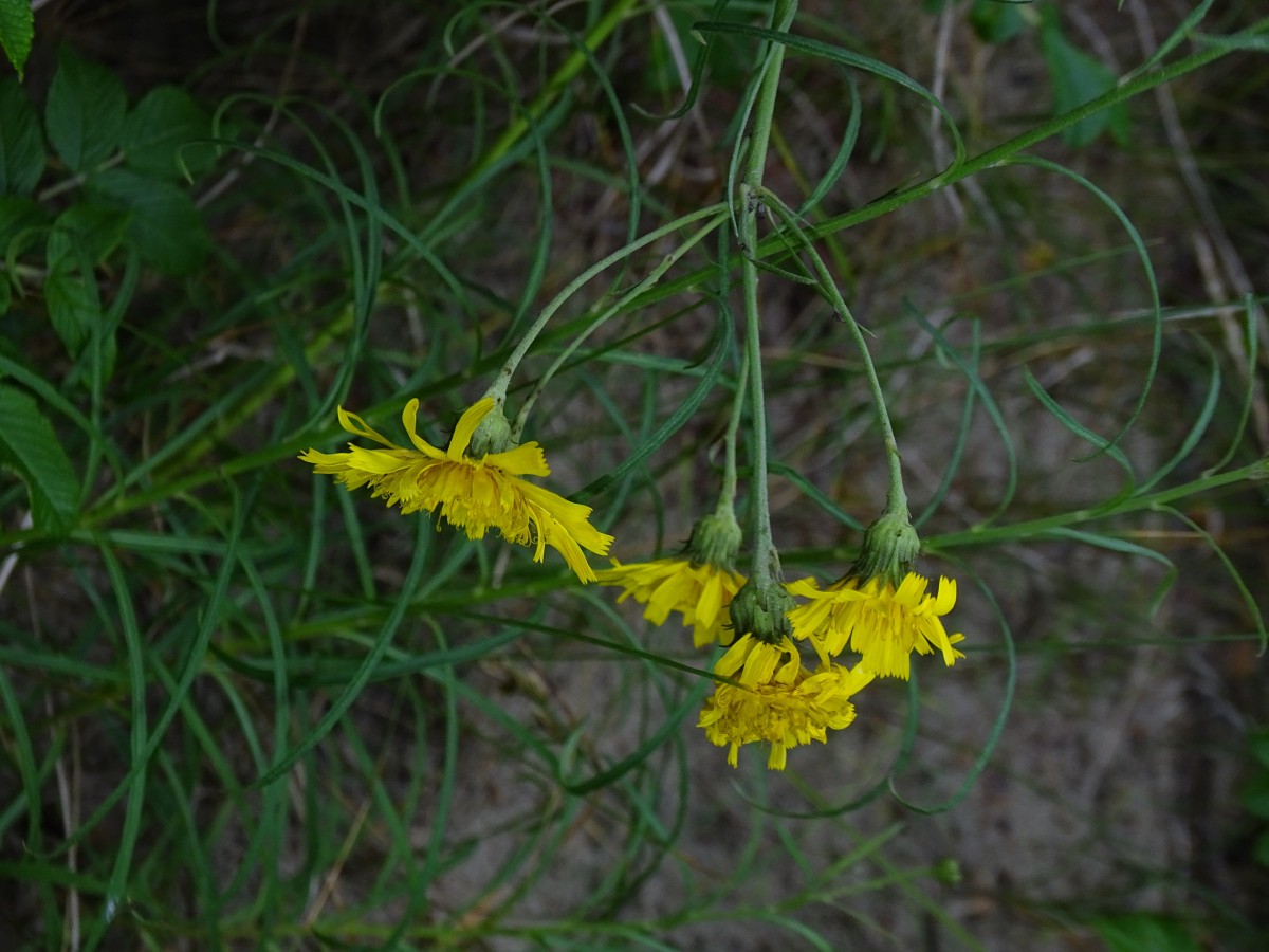 DSC00263.JPG