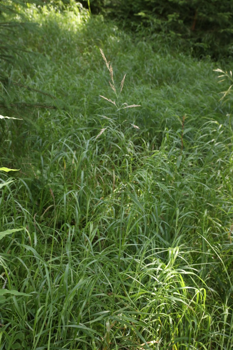 k-Poa_01.JPG