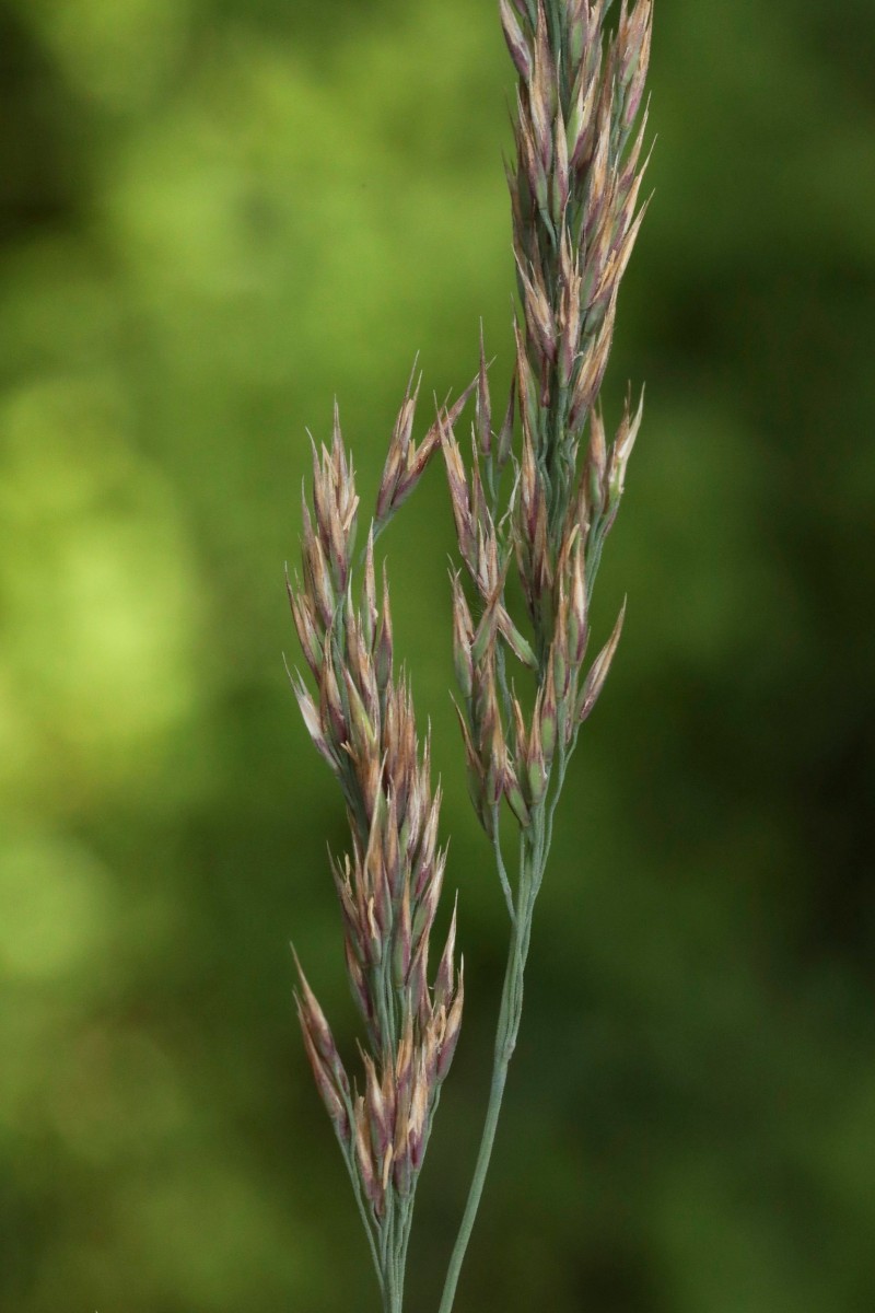 k-Poa_02.JPG