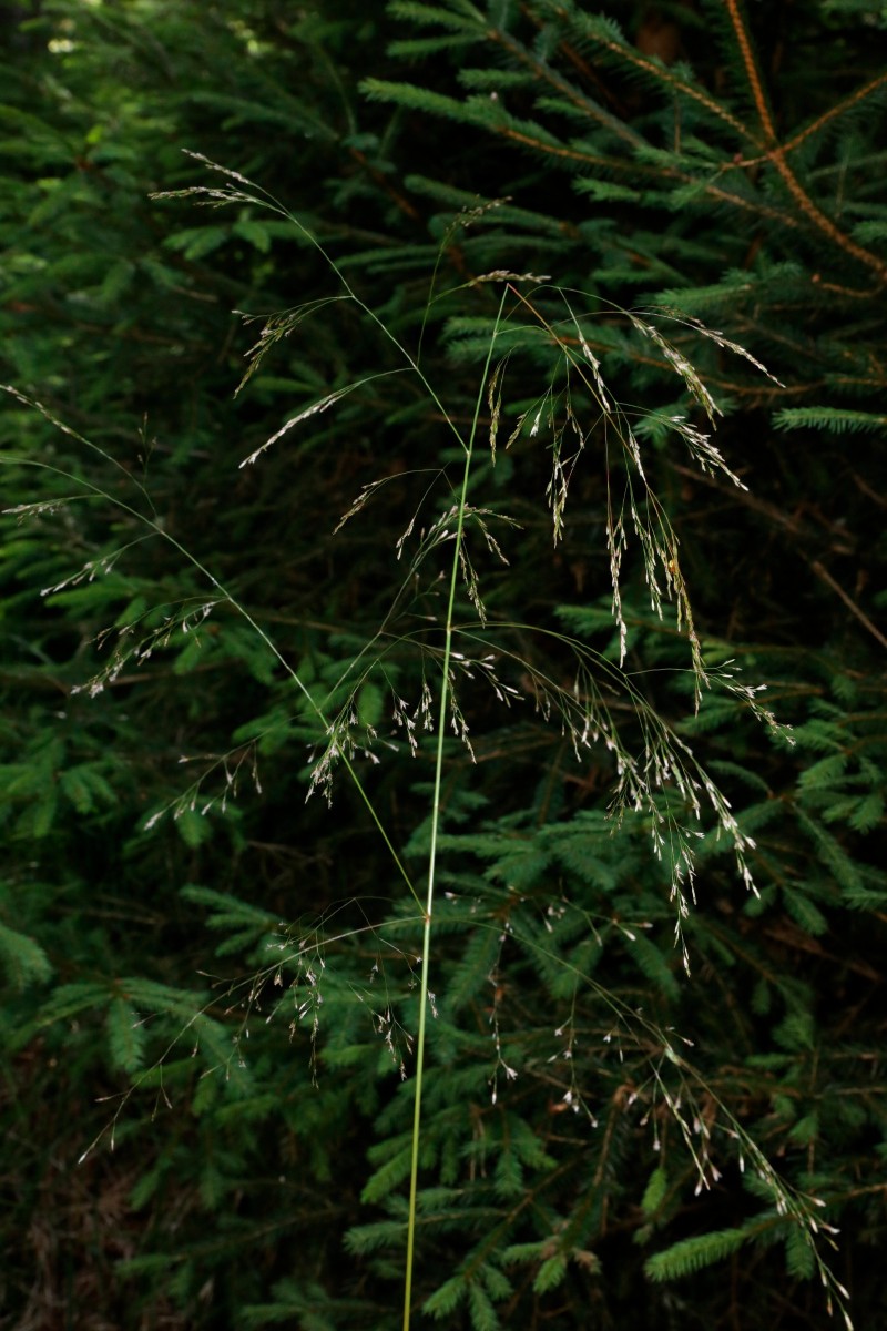 k-Poa_03.JPG