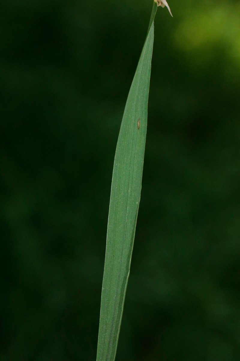 k-Poa_04.JPG