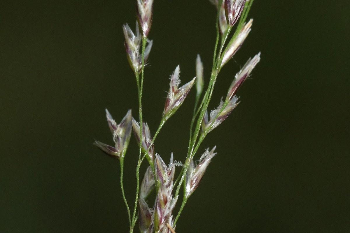 k-Poa_05.jpg