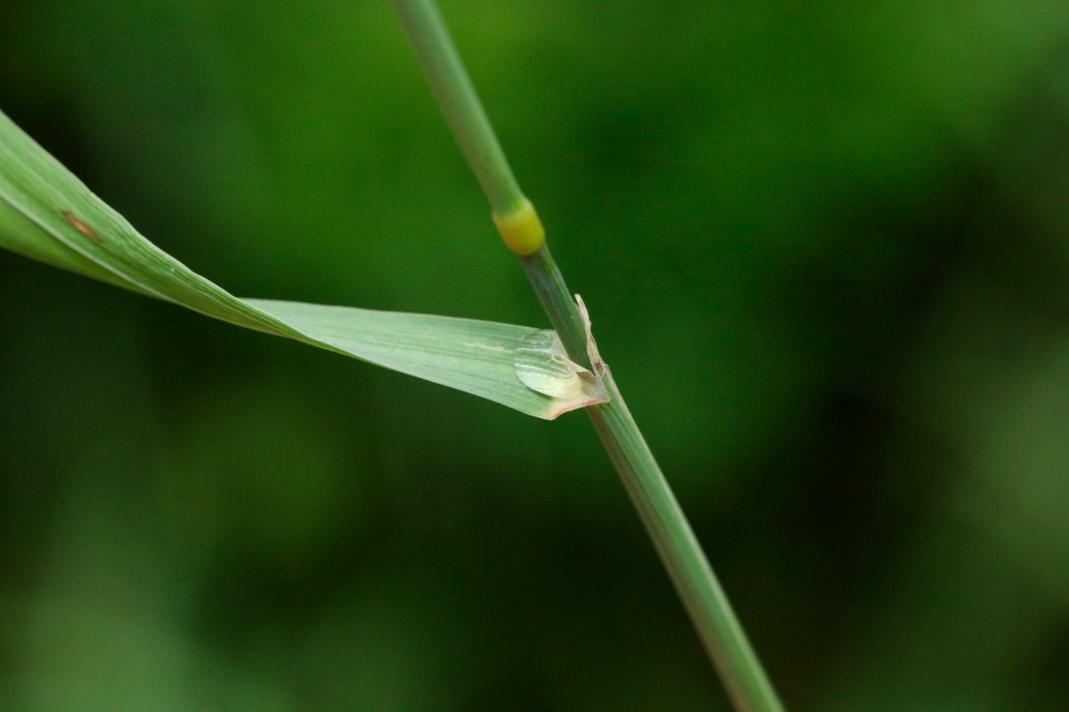 k-Poa_06.JPG