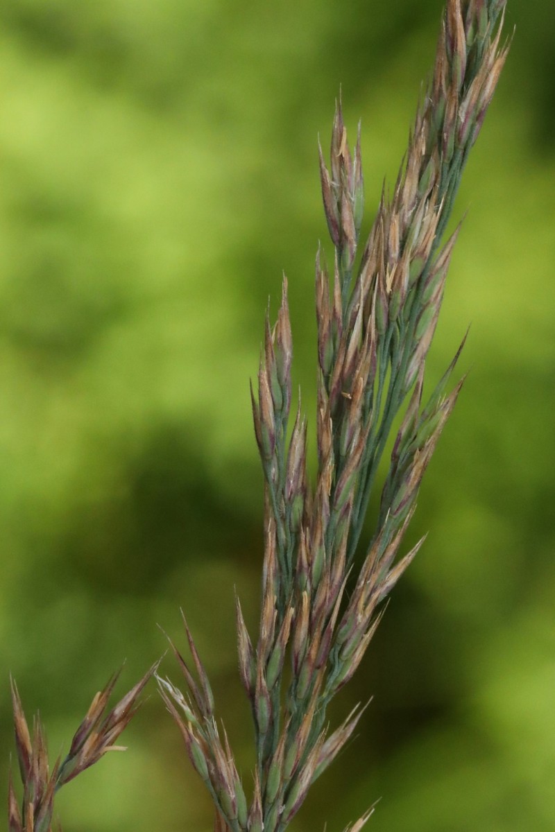 k-Poa_08.jpg