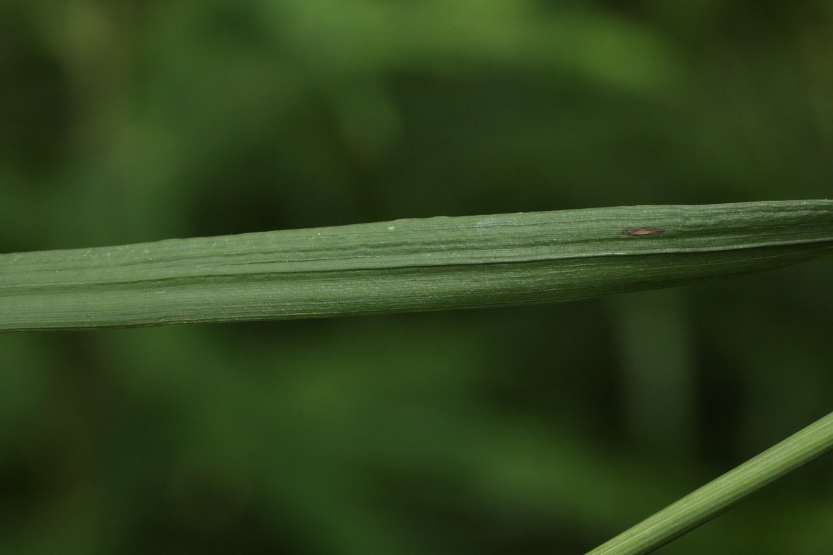 k-Poa_09.JPG