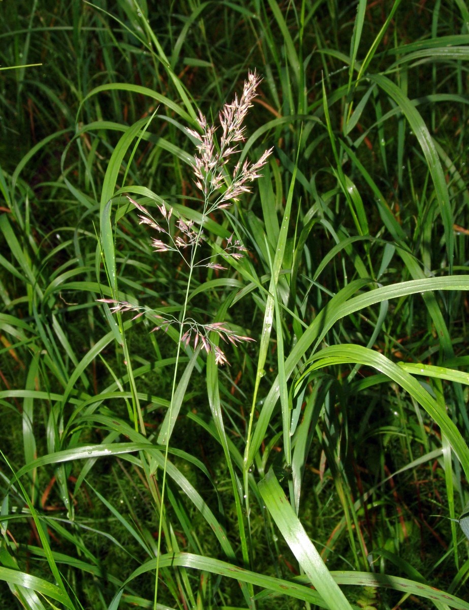 Calamagrostis phragmitoides Rotmeer Altglashütten G25.jpg