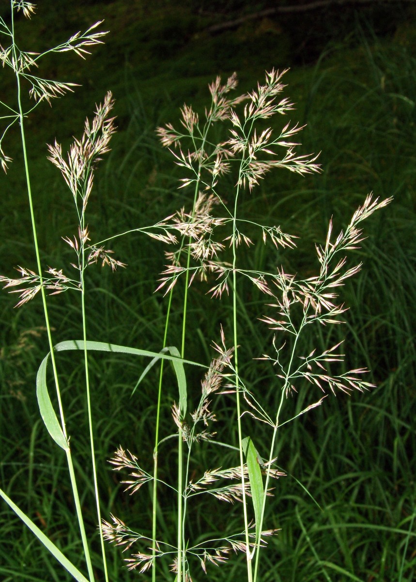 Calamagrostis phragmitoides y Rotmeer Altglashütten G35.jpg