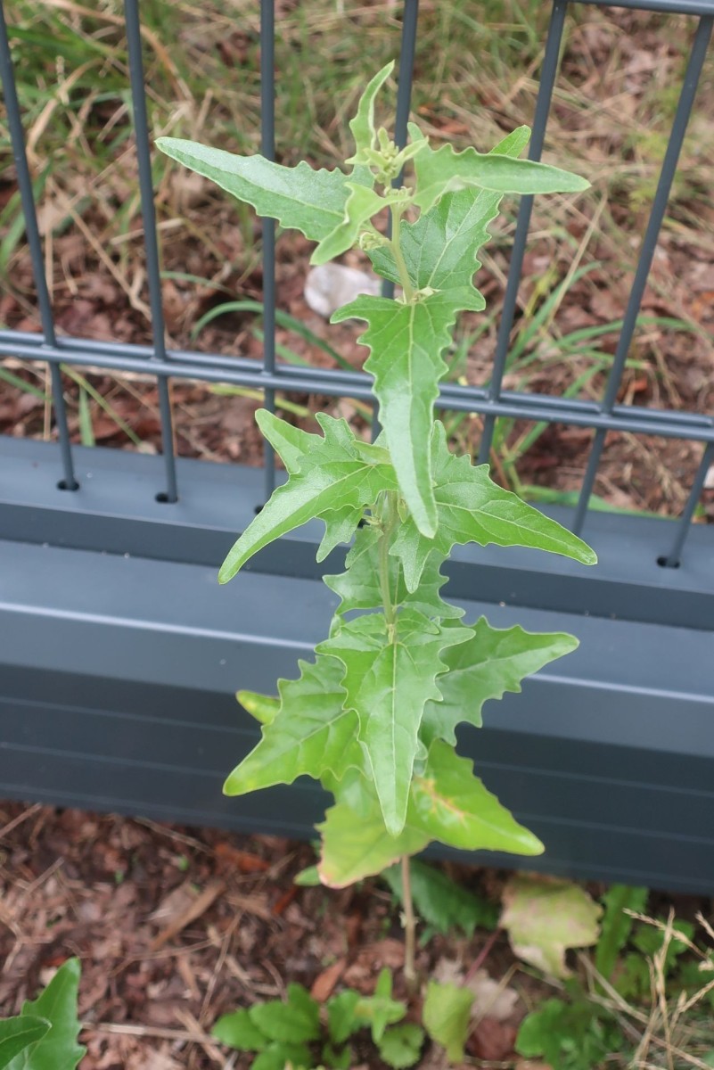 Atriplex Hof 1.jpg