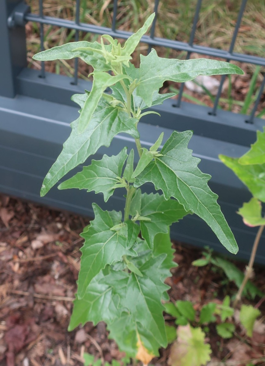Atriplex Hof 2.jpg