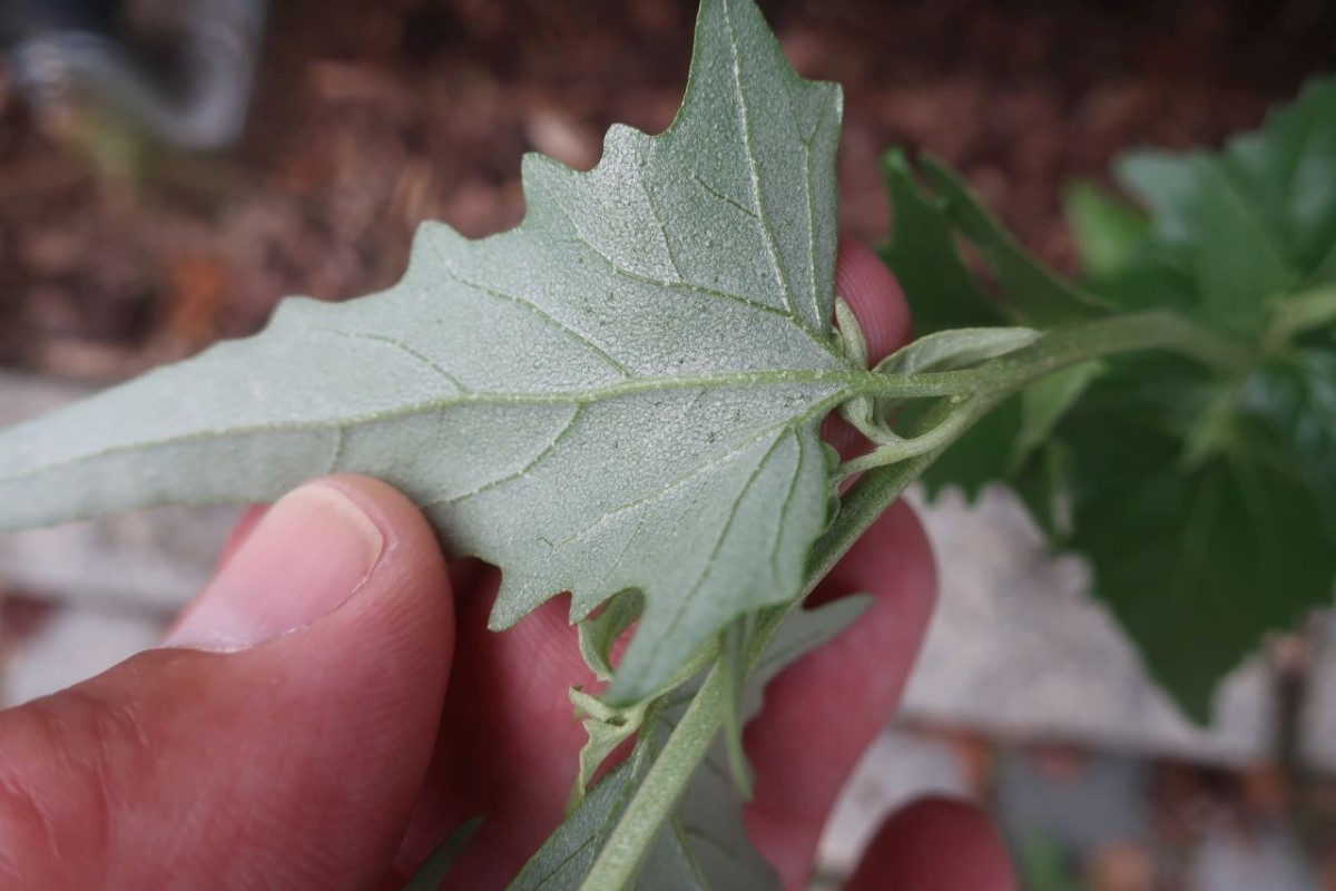 Atriplex Hof 3.jpg