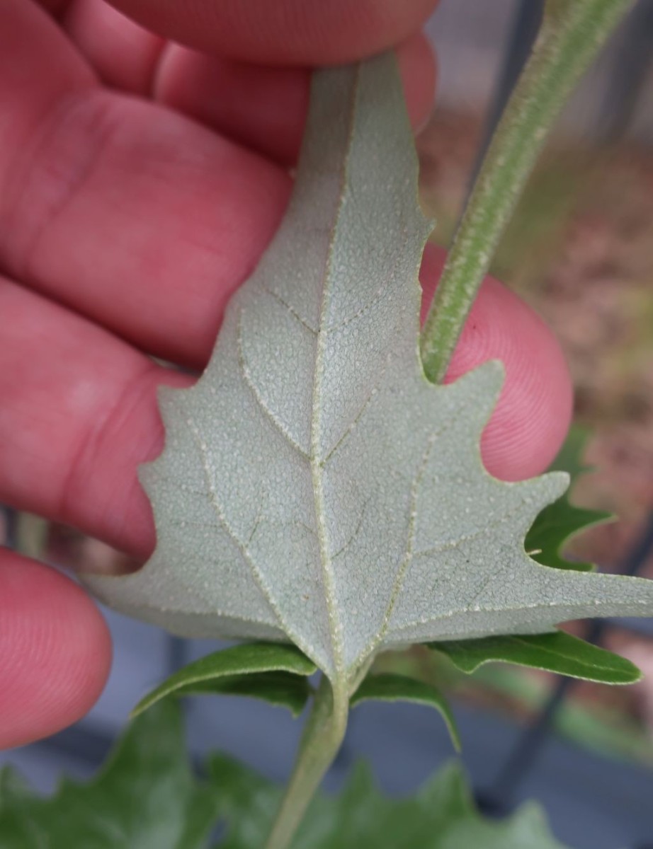 Atriplex Hof 4.jpg