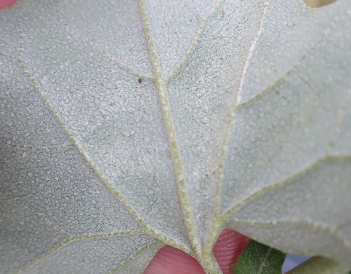 Atriplex Hof 5.jpg