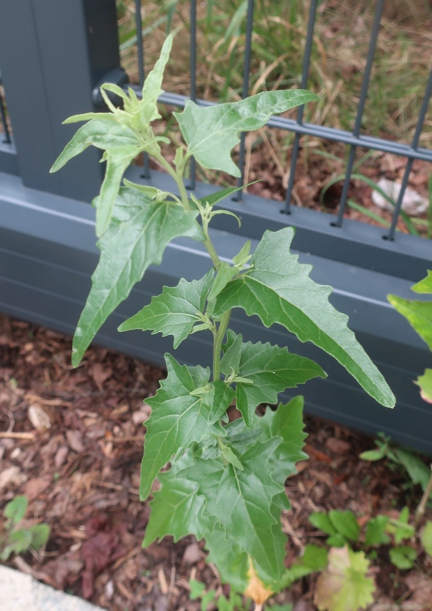 Atriplex Hof 6.jpg