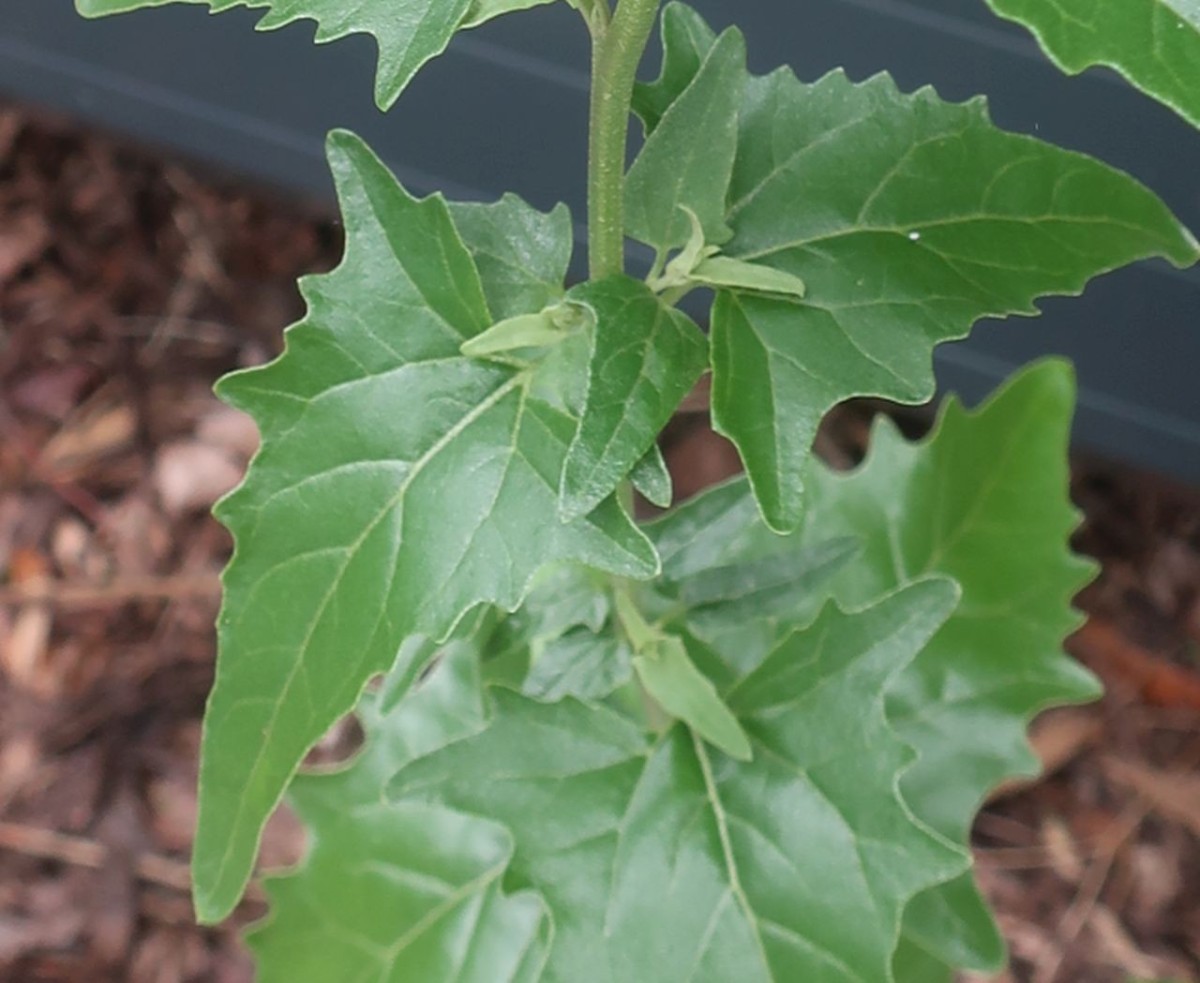 Atriplex Hof 7.jpg