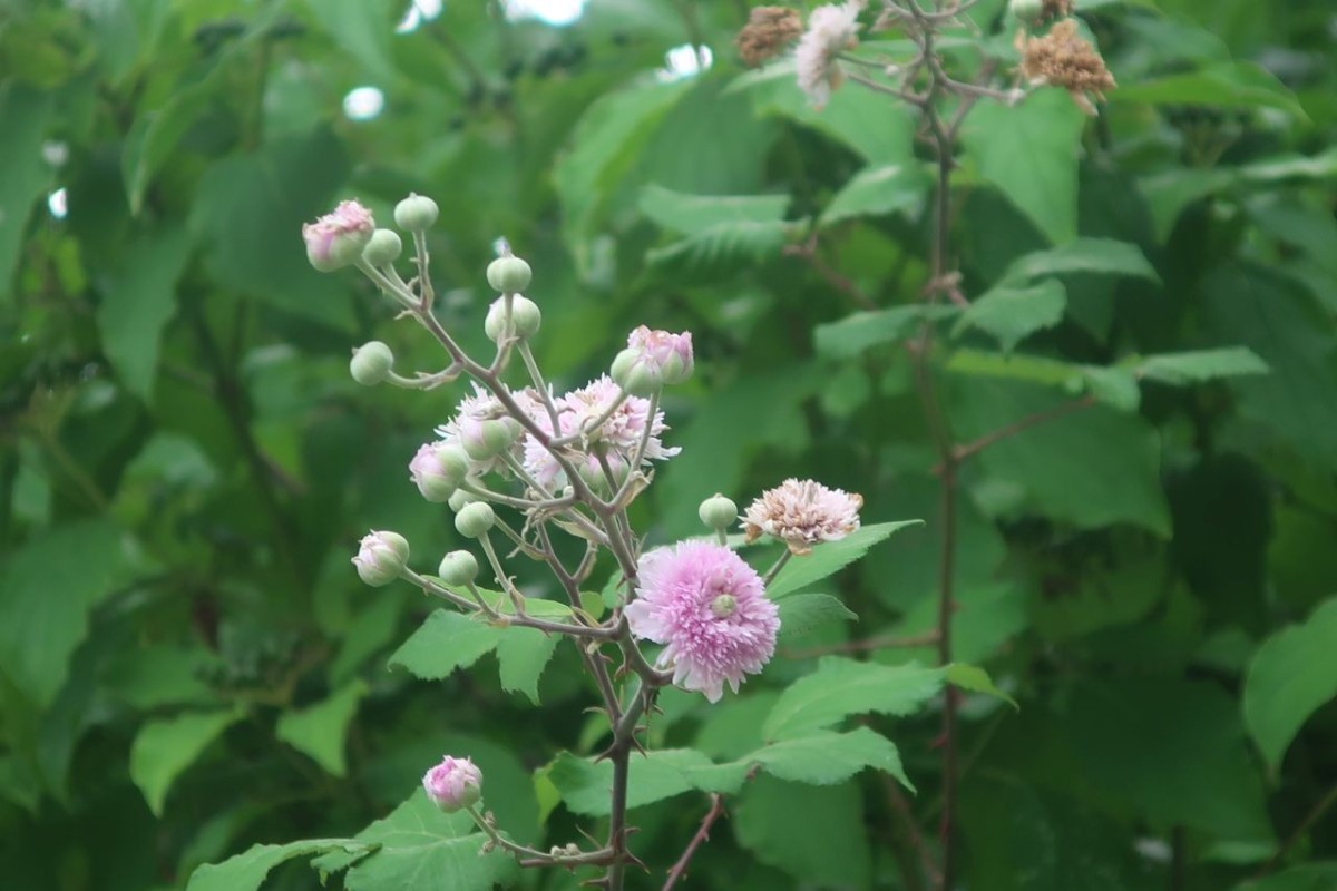 Rubus 1_Hof.jpg