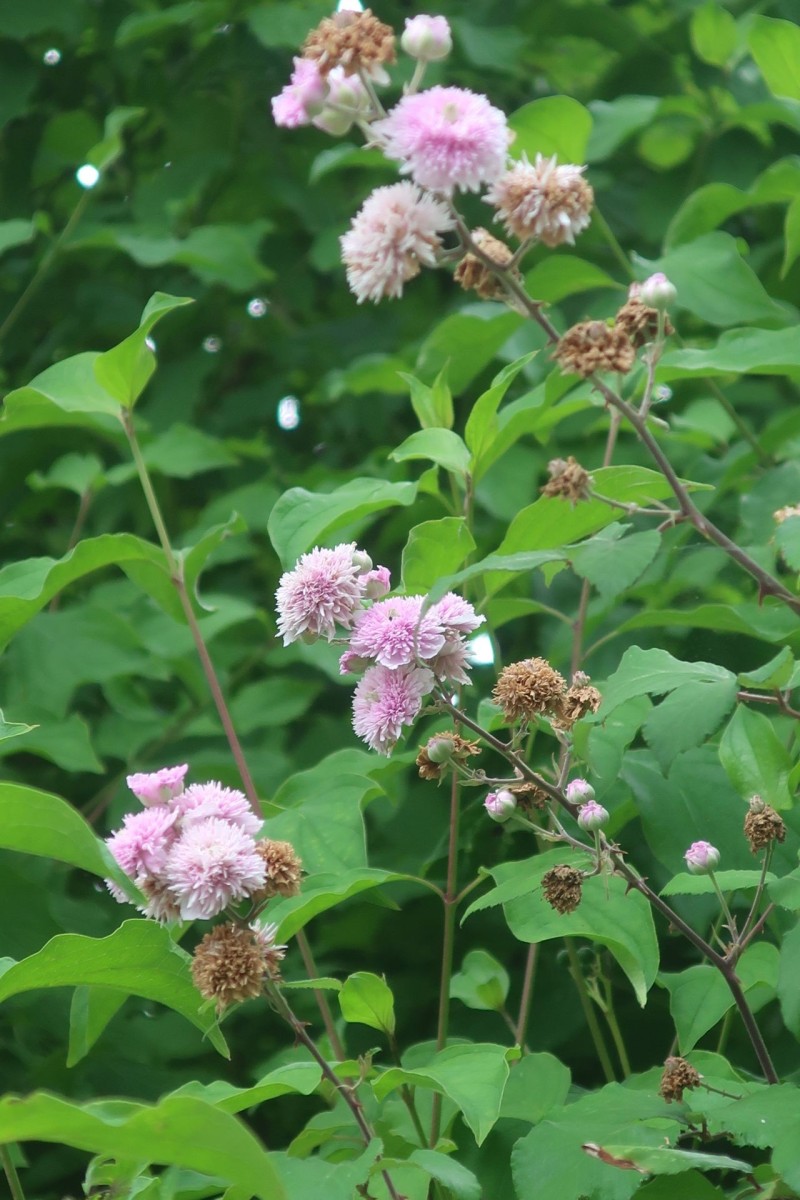 Rubus 2_Hof.jpg