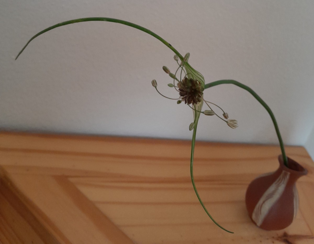 20250725_123350.jpg (497.39 KiB) 429 mal betrachtet 20250725_123350.jpg