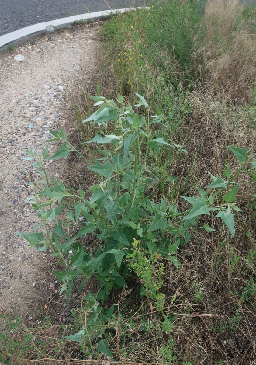 Atriplex 1_Hallstadt.jpg