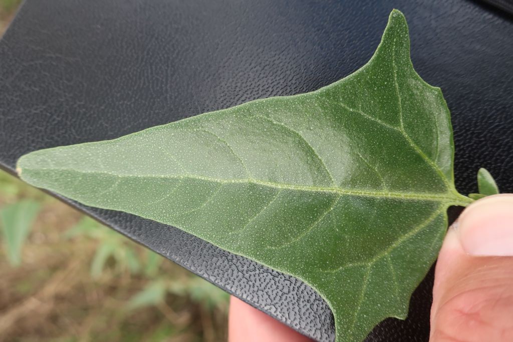 Atriplex 2_Hallstadt.jpg